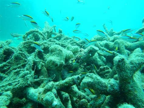 Rubble Stabilisation Reef Restoration And Adaptation Program