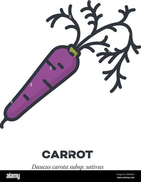 Carrot Root Vegetable Cartoon Illustration Hi Res Stock Photography And