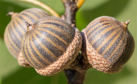 Pin Oak Tree Acorns Pin Oak Is One Of The 12 Different Species Of Oak That Occurs Naturally At