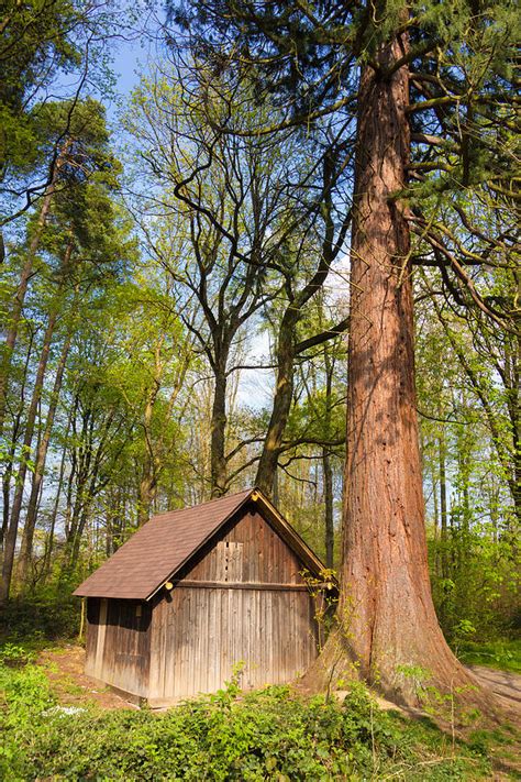 Mammoth Tree Sequoia And Little Hut In The Forest Photograph By