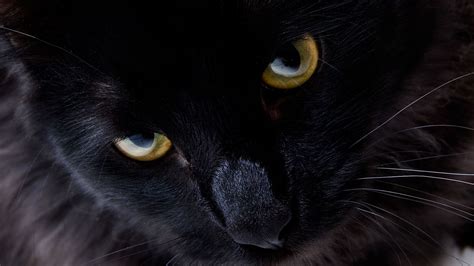 Closeup Of Black Cat With Yellow Eyes Hd Cat Wallpapers Hd Wallpapers