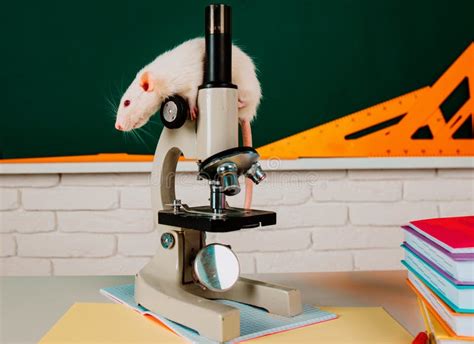 White Test Rat Sitting On Microscope Laboratory Rat In A Lab Stock