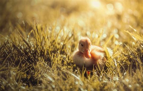 Spring Baby Chicks Wallpapers Wallpaper Cave
