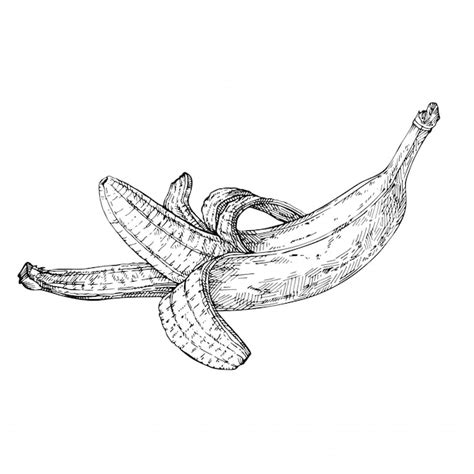 Premium Vector Sketch Open Banana Hand Drawn Banana Ink Engraved