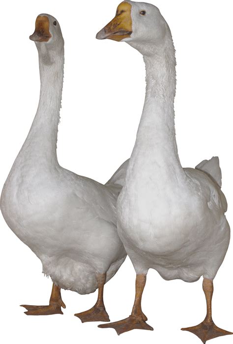 Download White Gooses Png Image Hq Png Image Freepngimg