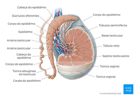 Órgãos Do Sistema Reprodutor Masculino Anatomia Função Kenhub