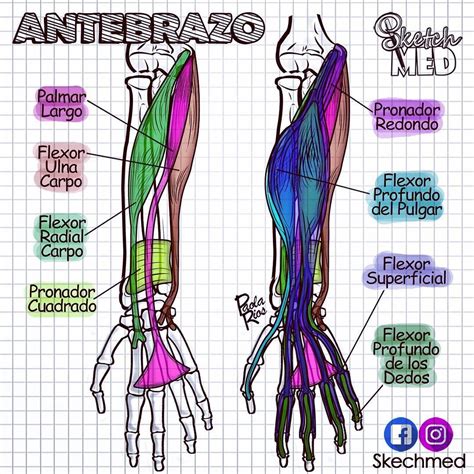 Anatomia Brazo En 2020 Anatomia Anatomia Corporal Cuerpo Humano Images