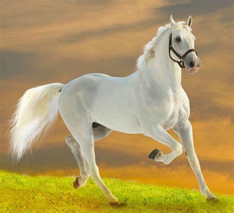 White Horse Domestic White Horse Run Animal Hd Wallpaper Peakpx