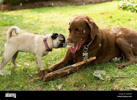 Two Dogs Together Stock Photo Alamy
