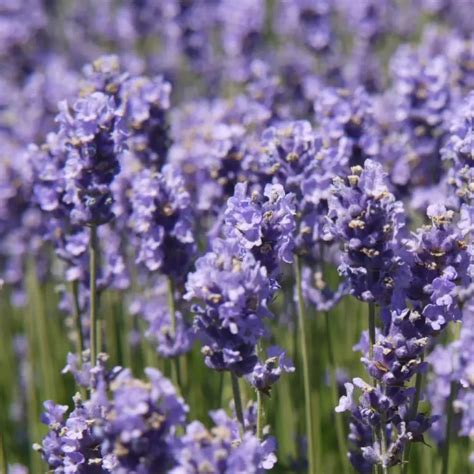 Lavandula Angustifolia Melissa Lilac L Cowell S Garden Centre