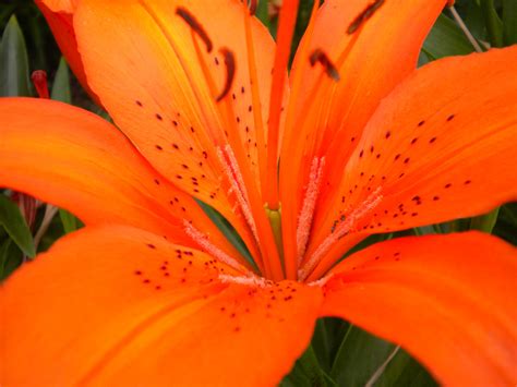 Orange Tiger Lily By Shorti354 On Deviantart