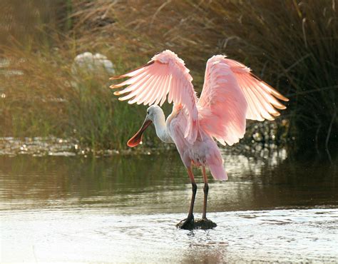 Roseate Spoonbill At Floridas St Marks National Wildlife Refuge