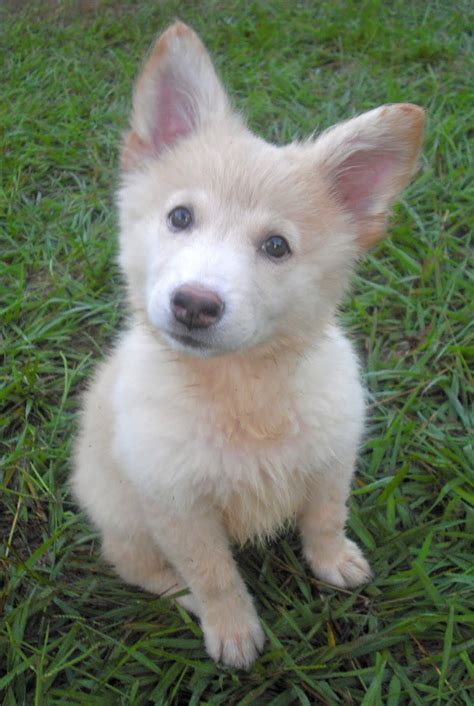 Chloe The White Fluffy Shepherd Puppy ~ Adopted The Dog