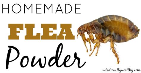 Homemade Flea Powder Recommended By Holistic Vets Nw