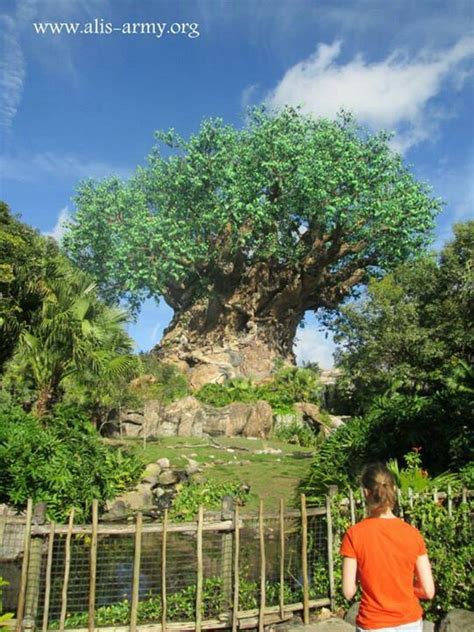 The Tree Of Life At Disneys Animal Kingdom We Spent Quite A Bit Of