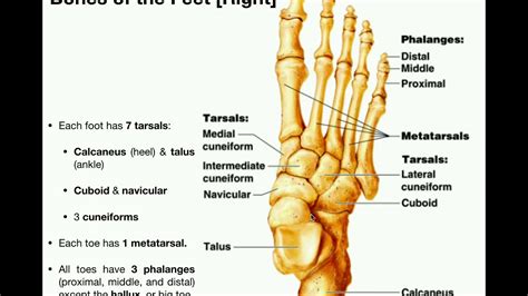 Anatomy Specific Bones Of The Feet Youtube