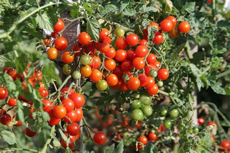 Italian Cherry Tomato Cerise Premier Seeds Direct