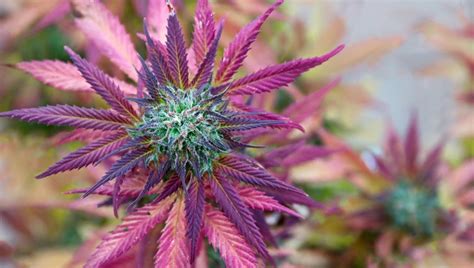 Purple Weed Buds