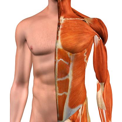 This muscle group is responsible for pushing movements and interacts synergistically with the anterior. Male Chest Muscles On White Stock Photo - Download Image ...