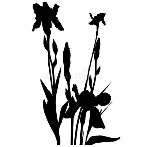 Silhouette Of An Iris Stock Illustration Illustration Of Graphic