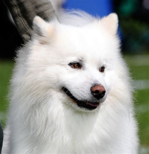 American Eskimo Dog Hd Wallpapers High Definition Free Background