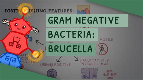 Gram Negative Bacteria Brucella Youtube