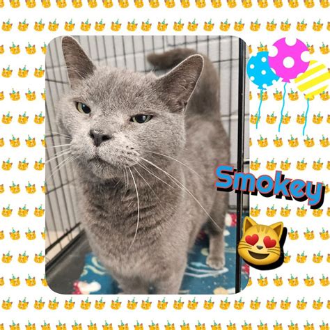 Cat For Adoption Smokey A Russian Blue In Gainesville Tx Petfinder