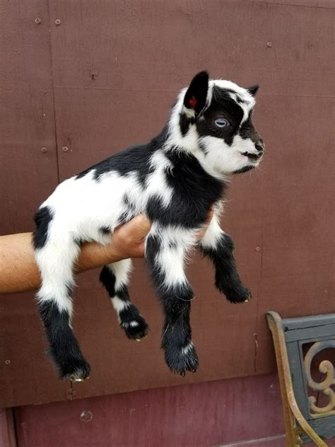 Miniature Nigerian Dwarf Goats Tanglewood Farm Miniatures Cute