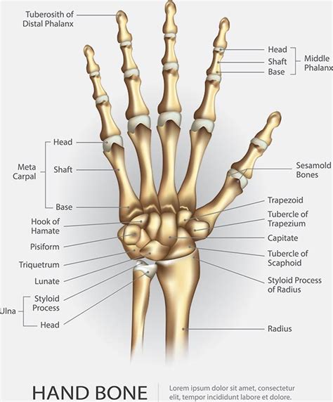Basic Hand And Wrist Anatomy Hand Institute Of Charleston