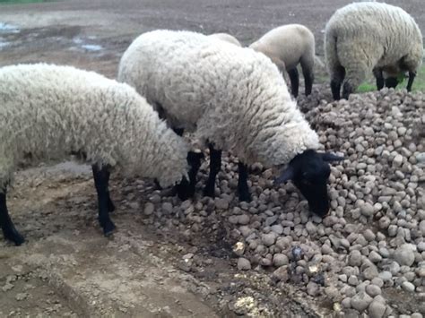 Sheep Eating Potatoes Sheep Animals Goats