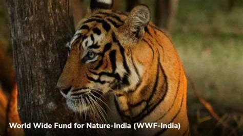 Top 5 Ngos Working For Tiger Conservation Gives Blog