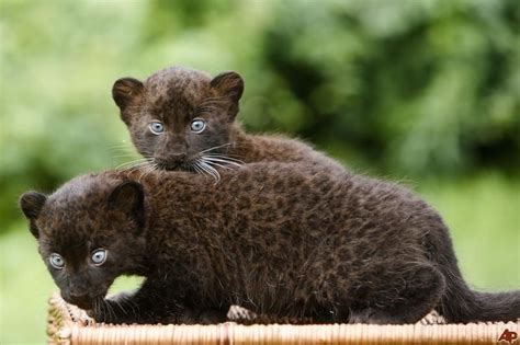 Two Beautiful Black Panther Cubs Posing For The Media Pantera Nera