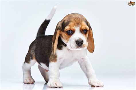 Beagle Dog Breed Information Buying Advice Photos And