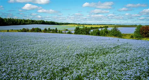 Flax Field Flax Blooming Flax Agricultural Cultivation Photograph By