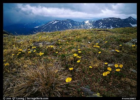 Picturephoto Yellow Alpine Wildflowers Tundra And Mountains Rocky