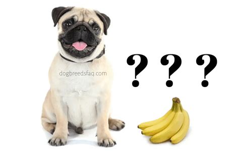 Can Charming Pugs Eat Bananas Dog Breeds Faq