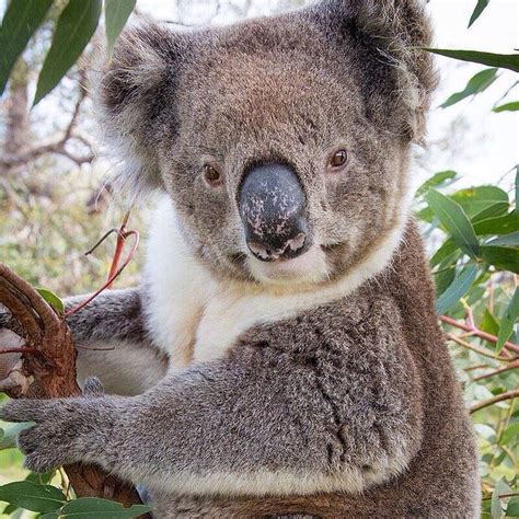 Good Close Up Of A Koala Bear Animals Wild Koala Bear Koala