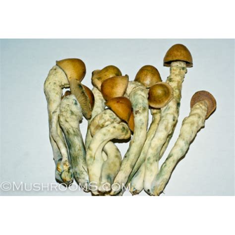 Penis Envy Magic Mushroom Psilocybin Spores