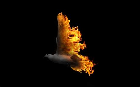 Fire Dove By A X On Deviantart Art
