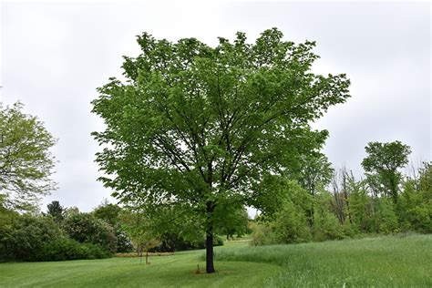 Valley Forge Elm Ulmus Americana Valley Forge In Columbus Dublin