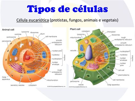 Estrutura Da Celula Animal E Suas Funções Detalhes Científicos