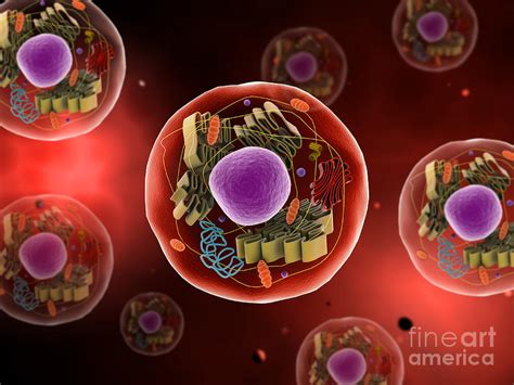 Microscopic View Of Animal Cell Digital Art By Stocktrek Images