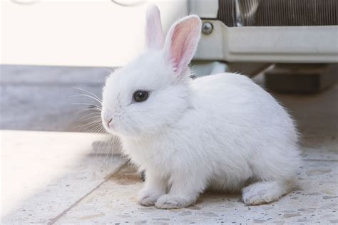 Cute Liffle White Rabbit With His Pink Ears Standing Up Rabbit Pet