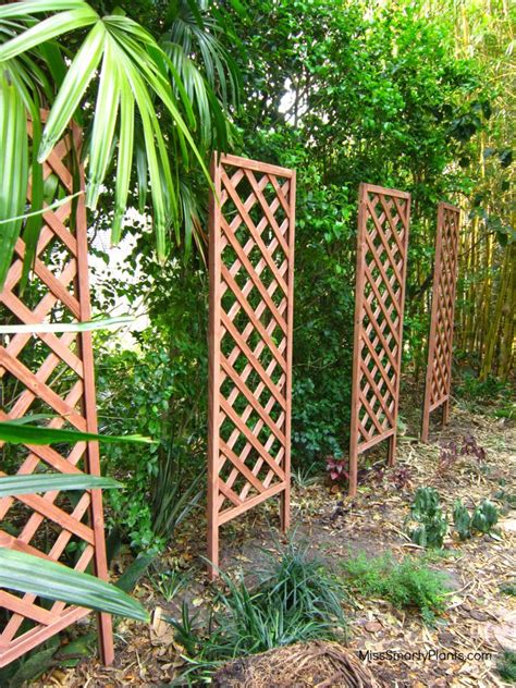 Above is the structure to be covered; Grow Up! DIY trellis structures. - Miss Smarty Plants