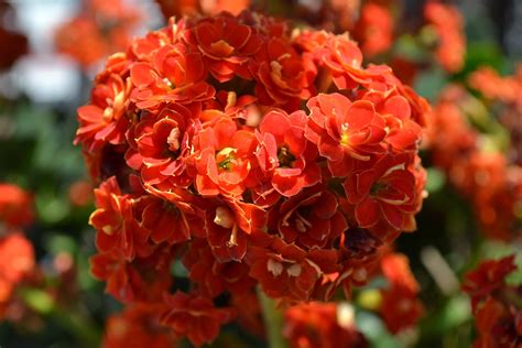 Flowering Houseplants to Brighten Winter | Old Farmer's Almanac