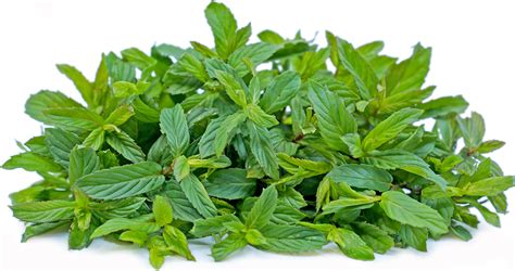 Persian Mint Information Recipes And Facts