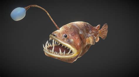 Angler Fish 3d Model By Yours Double2 Dd48e6a Sketchfab