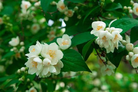 Top 10 Most Fragrant Flowers In India Best Smelling Flowers