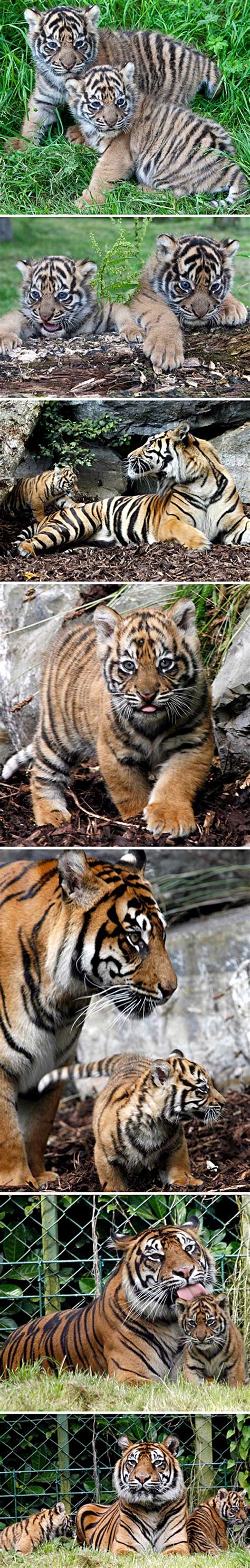 Sumatran Tiger Cubs Born In Dublin Zoo Puppies And Flowers