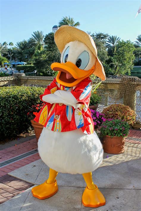 Donald Duck At Disney World Aol Image Search Results